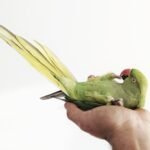 michael-clarke-tp22WifXReg-bird in hand